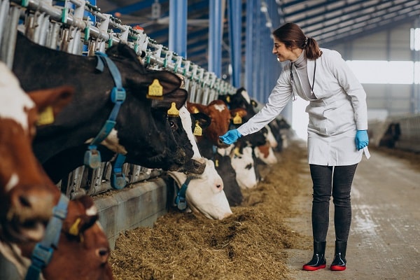 Vétérinaire de bétail pendant une visite à domicile dans une ferme, équipée de son équipement vétérinaire adapté.