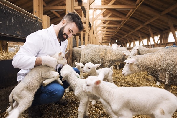 Vétérinaire soignant des agneaux à l’aide de fournitures vétérinaires prévues à cet effet.