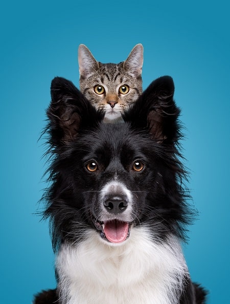 L'une des spécialité des vétérinaire c'est la Médecine des petits animaux